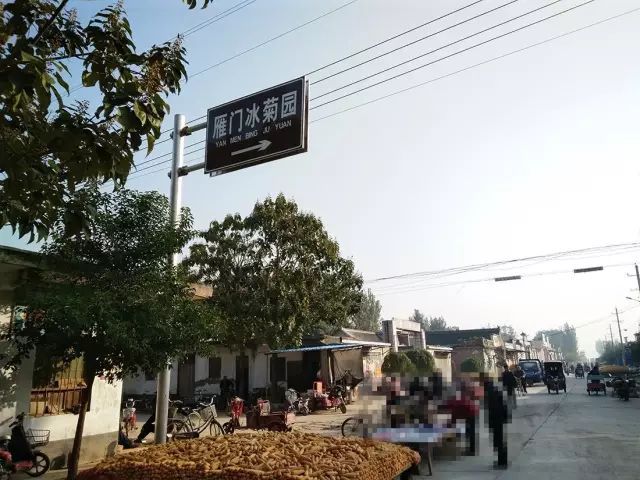 如何找到云臺冰菊？怎樣找到云臺冰菊？